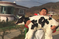 200마리 젖소농장 4대가족 “젖소는 내 운명”(인간극장)