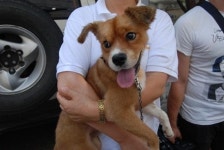 ‘동물농장’ 학대犬 누렁이, 폭력·쓰레기밥에 시청자 분노