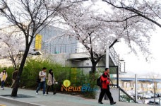 [포토엔]서울 여의도 윤중로 벚꽃 ‘활짝’