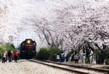 진해 군항제 개막, 전국최대 봄꽃축제 ‘흐드러지는 벚꽃구경 오세요’