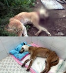 벌건 대낮 벌어진 충격적 황구 학대사건, 용의자는?(TV동물농장)