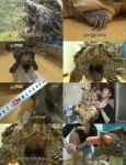 ‘동물농장’ 상어보다 단단한 턱 가진 공룡후예 ‘악어거북’