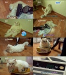 ‘동물농장’ 청소기 안마 받는 거대고양이 ‘양군’ 게으름의 결정체