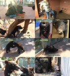 새끼 곰 1인자 쟁탈 작전, 승자는? ‘어려도 우리는 맹수’ (동물농장)