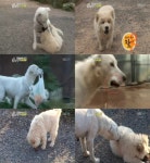 수상한 외출 풍산개 삼순이, 눈물 쏙 빼는 모성애 ‘감동’ (TV동물농장)