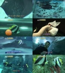 ‘동물농장’ 자기몸 3배 대형가오리 공격하는 수족관 악동 ‘두동가리돔’