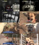 동물농장 투견 잔혹 현장 폭로 ‘패하면 죽거나 보신탕집 직행’