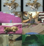 잠자면서 달리는 별난 강아지 ‘두모’ 달리는 이유는? (동물농장)