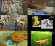 2012년 흑룡의 해, 21마리 도마뱀과 사는 파충류남 등장(동물농장)