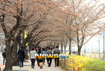 [포토엔]제8회 한강 여의도 봄꽃축제 시작, 윤중로 오세요~