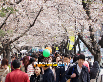 여의도 봄꽃축제 ‘봄이다 봄~’[포토엔]