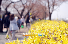 여의도 봄꽃축제 ‘개나리도 활짝’[포토엔]