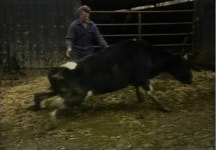 광우병 합동조사단, 다음주 미국현지 파견예정