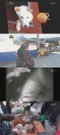 ‘동물농장’ 백구 달이 가출이유, 바위틈 출산 강아지 보호 ‘모성애’