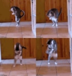 혼자서 복싱 연습, 섀도우복싱하는 내일의 죠 고양이 ‘우다다다’