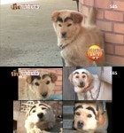 ‘동물농장’ 숯검뎅이 눈썹 강아지 ‘폭소’
