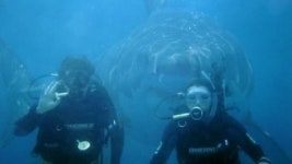 수영 중 최악의 만남 2탄, 심해 거대 괴물 포착 ‘끔찍’