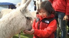 ‘아빠어디가’ 훌쩍 자란 성빈, 뉴질랜드 목장서 포착[포토엔]