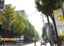도심을 노랗게 적시다, 신사동 가로수길 가을 ‘단풍정취’