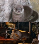 ‘다큐스페셜’ 수달과 인간, 공존할 수 있을까