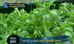 아이스플랜트효능 뜨거운 관심 ‘억대 수입’ 대박 비결은?(생생정보통)