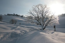 겨울철 여행지, 청양띠 해 맞이 ‘대관령, 귀여운 양보러 오세요’