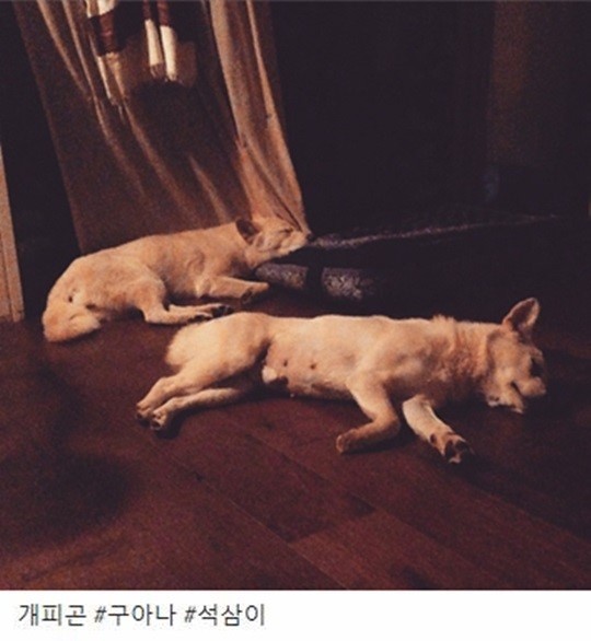 가수 이효리, 암 투병 중 무던한 이별... 석삼이를 닮은 구름과 작별 인사에 팬들은 뭉클