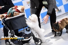 [포토엔]반려견들의 만남(개밥주는 남자)