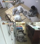 선우선 집공개, 고양이 10마리 위한 캣타워+편백나무 침대까지(동물농장)
