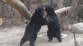 ‘동물농장’ 헬리콥더맘 반달가슴곰 끔찍한 아들사랑 ‘뭉클’