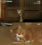 ‘삼시세끼’ 윤균상, 반려묘 쿵이 몽이 인기에 “열심히 일하겠습니다”