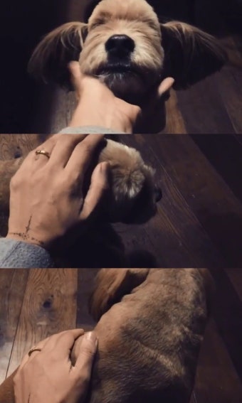 이효리, 반려견 순심과 행복한 일상 공개 ‘사랑 넘치는 손길’