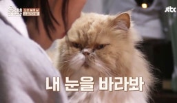 청와대-TV-영화, 고양이 열풍 거세다
