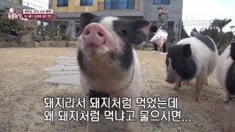 ‘동물농장’ 사고뭉치 미니피그 삼남매, 제작진 카메라까지 박살
