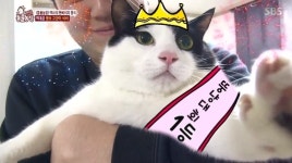 ‘동물농장’ 허리 27인치·13kg 초고도비만 뚱냥이 시청자 ‘경악’