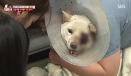 ‘동물농장’ 진돗개 폭행사건, 안구 돌출된 처참한 모습에 시청자 ‘경악’