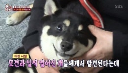 ‘동물농장’ 자해하는 시바견 모모, 이유는 ‘플로팅 림 신드롬’