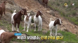 ‘생방송 오늘저녁’ 보어염소가 뭐길래? 연매출 4억원
