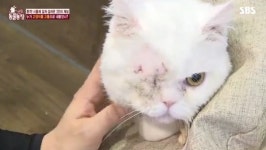 ‘동물농장’ 고양이 눈 적출하고 학대? 먼치킨 주인 “사람도 못 때려” 시청자 분노  