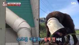 [결정적장면]‘동물농장’ 파이프에 목 낀 견공..정선희 “답답하고 끔찍해”
