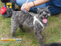 청와대 퍼스트 도그 토리 ‘사랑스러운 눈빛 반짝이며~’ [포토엔HD] 