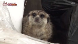 ‘동물농장’ 남해 펜션에 등장한 미어캣, 사막 아닌 시골에 나타난 이유