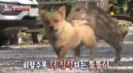 ‘동물농장’ 아기 멧돼지 똘똘이, 강아지 졸졸 따라다니는 사연[결정적장면]