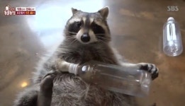 ‘동물농장’ 사람만큼 똑똑한 라쿤 4총사, 방탈출게임도 손쉽게[결정적장면]