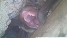 “보고도 못 믿겠다” 도심 한복판에 나타난 박쥐 산양 야생너구리(동물농장)