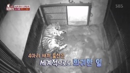 ‘동물농장’ 백두산 호랑이 순수혈통 4남매, 야생본능 드러냈다
