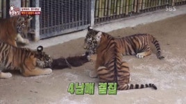 ‘동물농장’ 백두산 호랑이 순수혈통 4남매, 야생본능 드러냈다