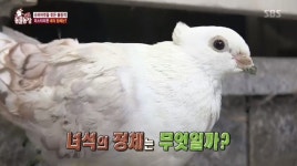 ‘동물농장’ 앵무비둘기, 슈퍼마켓 불청객서 가족된 사연[결정적장면]