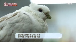 ‘동물농장’ 앵무비둘기, 슈퍼마켓 불청객서 가족된 사연[결정적장면]