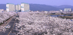 정읍, 천변 길따라 벗꽃길 장난 아니네?